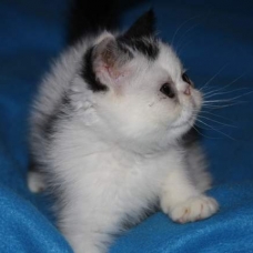 Image pour l'annonce Chaton Exotic shorthair LOOF persan + Livraison