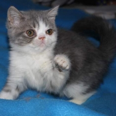 Image pour l'annonce Chaton Exotic shorthair LOOF persan + Livraison