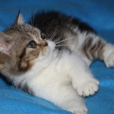 Image pour l'annonce Chaton Exotic shorthair LOOF persan + Livraison