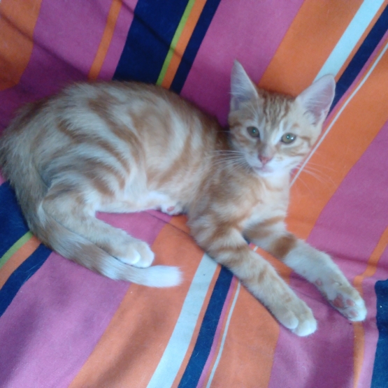 Image pour l'annonce DONNE CHATONS 5 MOIS