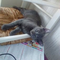 Image pour l'annonce DONNE CHATONS 5 MOIS