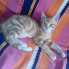 Image pour l'annonce DONNE CHATONS 5 MOIS