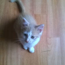 Image pour l'annonce DONNE CHATONS 5 MOIS