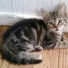 Image pour l'annonce DONNE CHATONS 5 MOIS