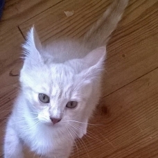Image pour l'annonce DONNE CHATONS 5 MOIS