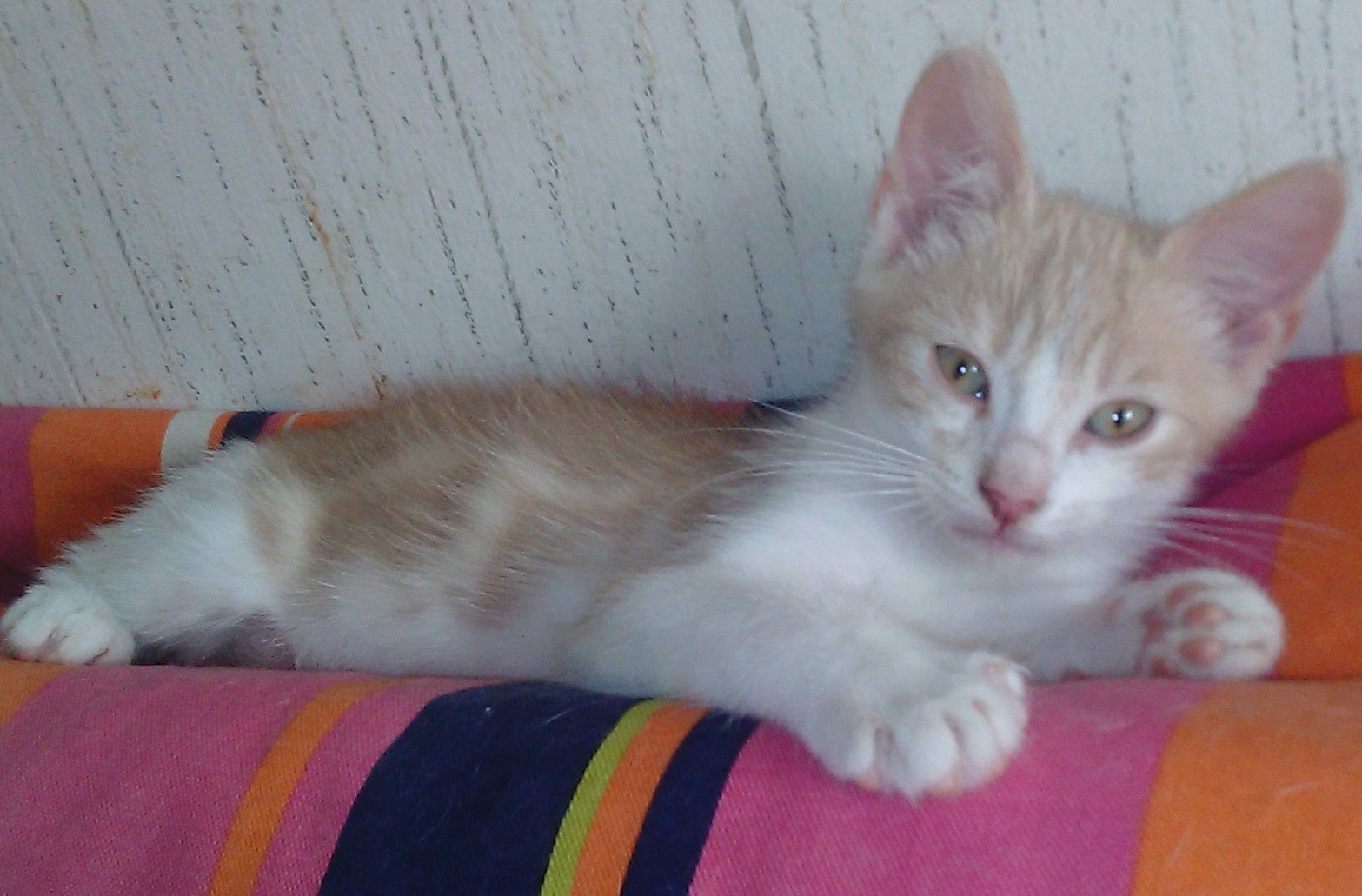 A DONNER CHATONS 4 MOIS Morbihan (56) - GRATUIT sur Animoz.net