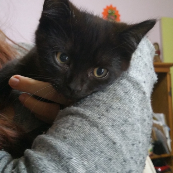 Image pour l'annonce Donne chaton