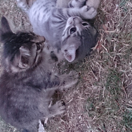 Image pour l'annonce donne 2 chatons