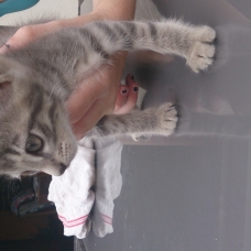 Image pour l'annonce donne 2 chatons