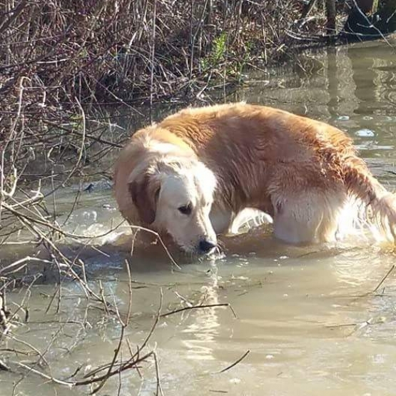 Image pour l'annonce Saillie Golden retriever