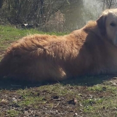 Image pour l'annonce Saillie Golden retriever