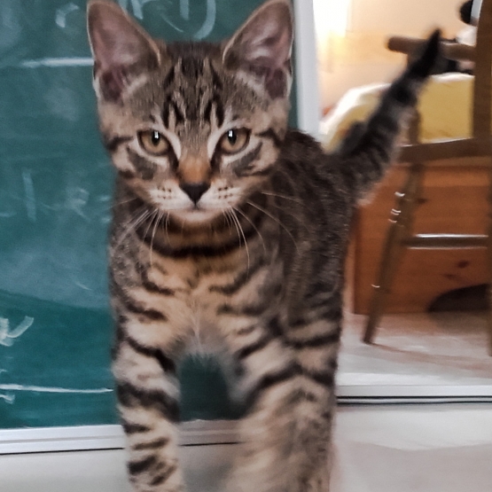 Image pour l'annonce Chaton tigré gris aux yeux marron de 3 mois à donner