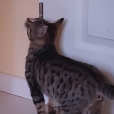Image pour l'annonce Chaton tigré gris aux yeux marron de 3 mois à donner