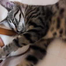 Image pour l'annonce Chaton tigré gris aux yeux marron de 3 mois à donner