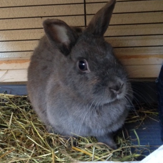 Image pour l'annonce Cherche famille pour 2 lapins nains