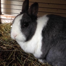 Image pour l'annonce Cherche famille pour 2 lapins nains
