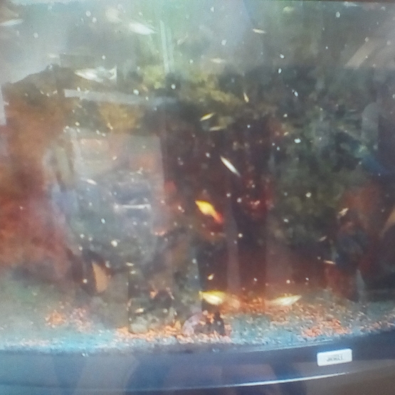 Image pour l'annonce Guppys