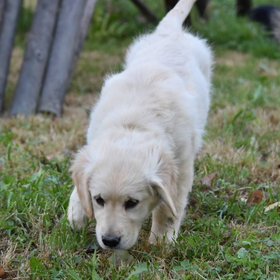 Image pour l'annonce Chiot Golden Retriever LOF femelle