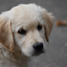 Image pour l'annonce Chiot Golden Retriever LOF femelle