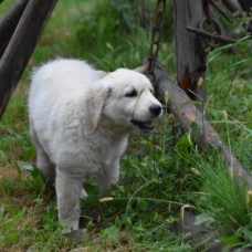 Image pour l'annonce Chiot Golden Retriever LOF femelle