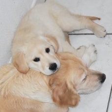 Image pour l'annonce Chiot Golden Retriever LOF femelle