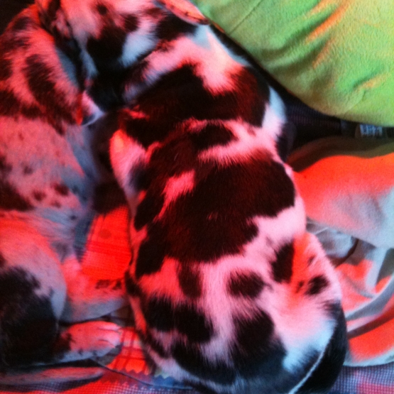 Image pour l'annonce chiots type dogue allemand (payable en 4 fois )