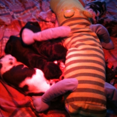 Image pour l'annonce chiots type dogue allemand (payable en 4 fois )