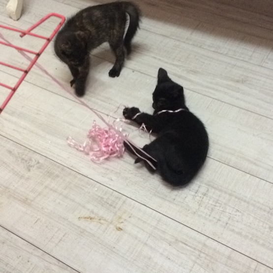 Image pour l'annonce Donne chatons dans le cadre d'un sauvetage