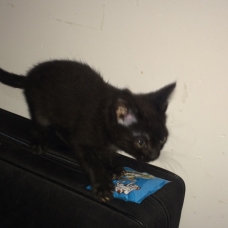 Image pour l'annonce Donne chatons dans le cadre d'un sauvetage
