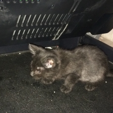 Image pour l'annonce Donne chatons dans le cadre d'un sauvetage