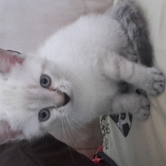 Image pour l'annonce chaton a donner