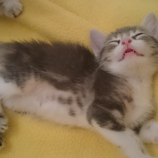 Image pour l'annonce Donne chatons
