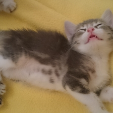 Image pour l'annonce Donne chatons