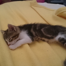Image pour l'annonce Donne chatons