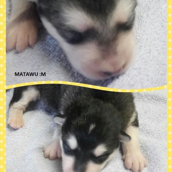 Image pour l'annonce chiots Malamute d'Alaska
