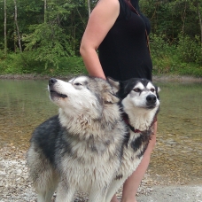 Image pour l'annonce chiots Malamute d'Alaska