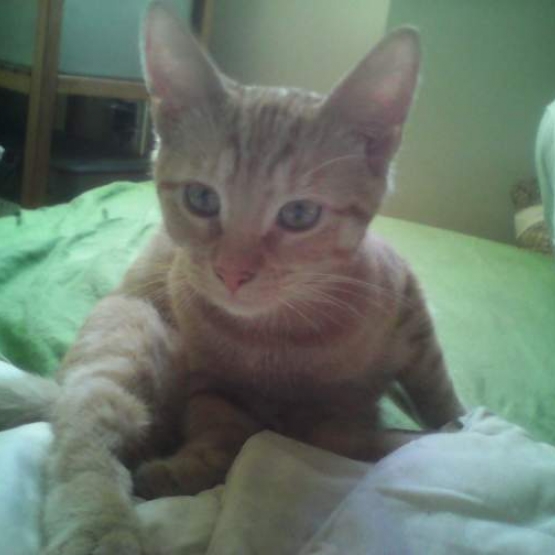 Image pour l'annonce Donne chaton roux male