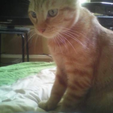 Image pour l'annonce Donne chaton roux male