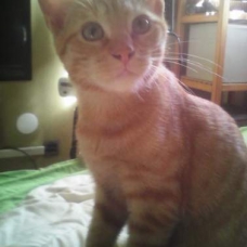 Image pour l'annonce Donne chaton roux male
