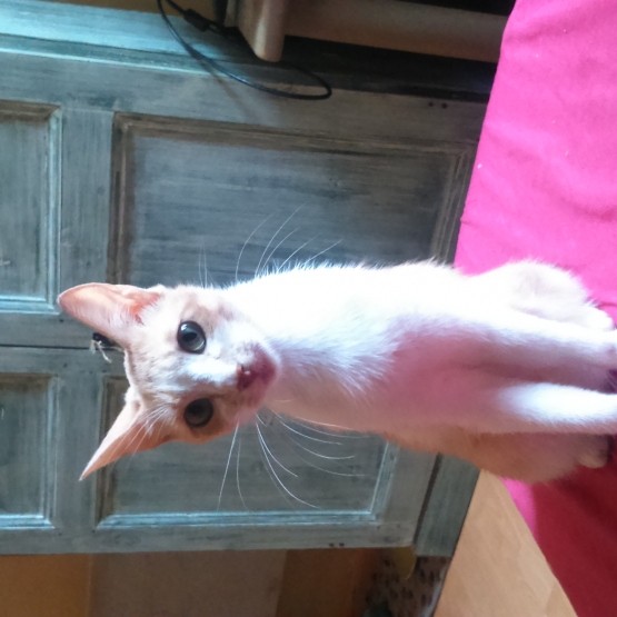 Image pour l'annonce Donne petit chat roux