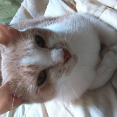 Image pour l'annonce Donne petit chat roux