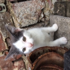 Image pour l'annonce Donne chatons