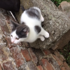 Image pour l'annonce Donne chatons