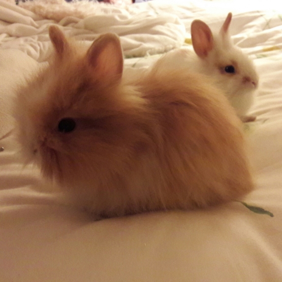 Image pour l'annonce Lapins nains Angora de 2 mois