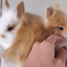 Image pour l'annonce Lapins nains Angora de 2 mois