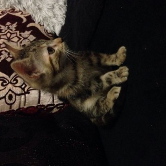 Image pour l'annonce Donne chatons