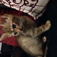 Image pour l'annonce Donne chatons
