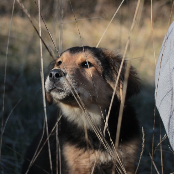Image pour l'annonce Donne chiot labrador mélangé