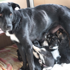 Image pour l'annonce Donne chiot labrador mélangé
