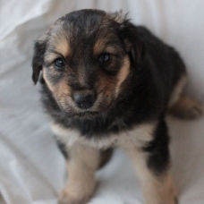 Image pour l'annonce Donne chiot labrador mélangé